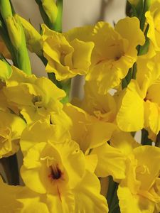 Preview wallpaper gladiolus, flowers, yellow, bouquet