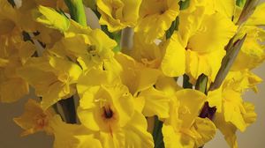 Preview wallpaper gladiolus, flowers, yellow, bouquet