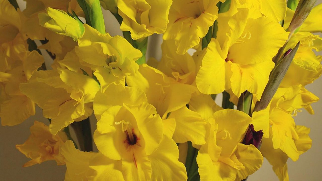 Wallpaper gladiolus, flowers, yellow, bouquet