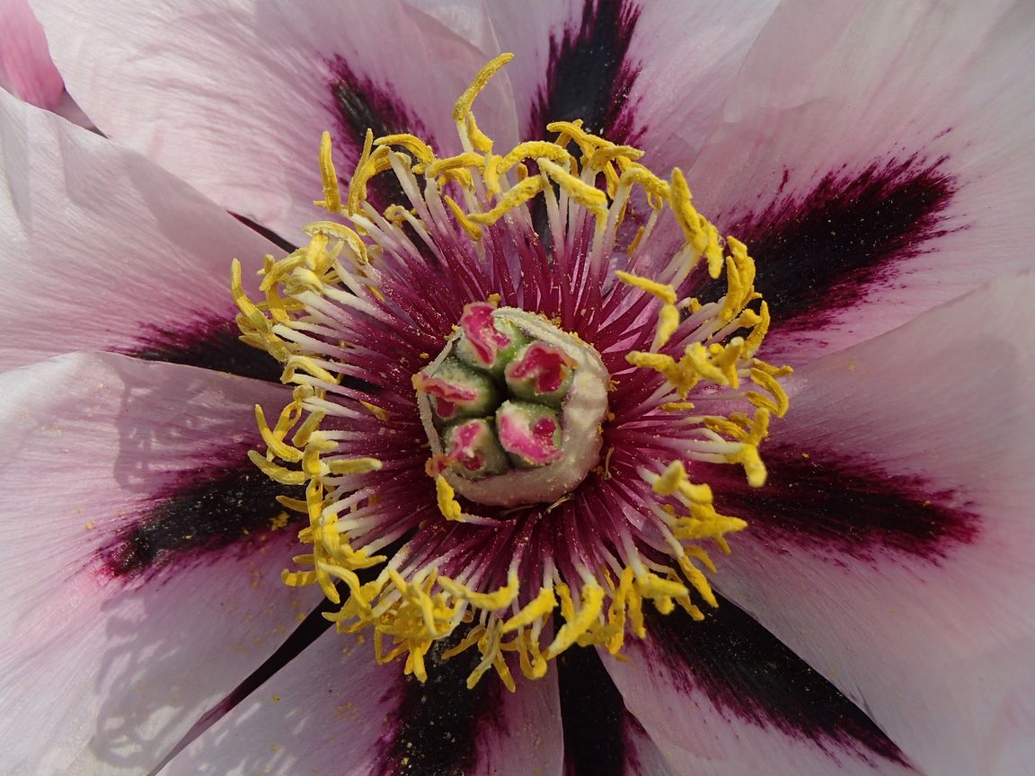 1152x864 Wallpaper gladiolus, petals, flower, pollen, macro, pink