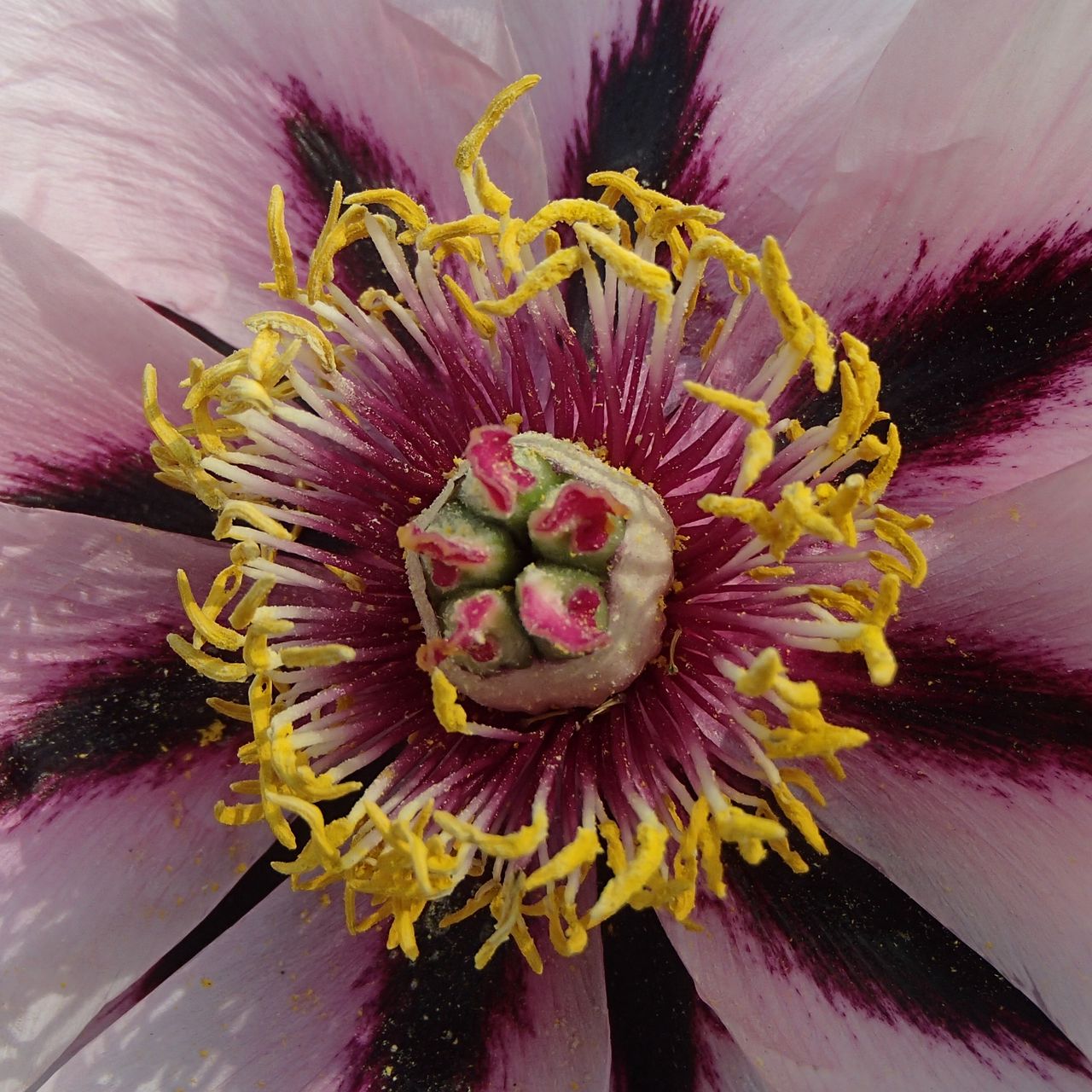 1280x1280 Wallpaper gladiolus, petals, flower, pollen, macro, pink