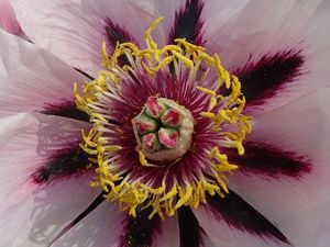 Preview wallpaper gladiolus, petals, flower, pollen, macro, pink
