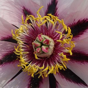 Preview wallpaper gladiolus, petals, flower, pollen, macro, pink