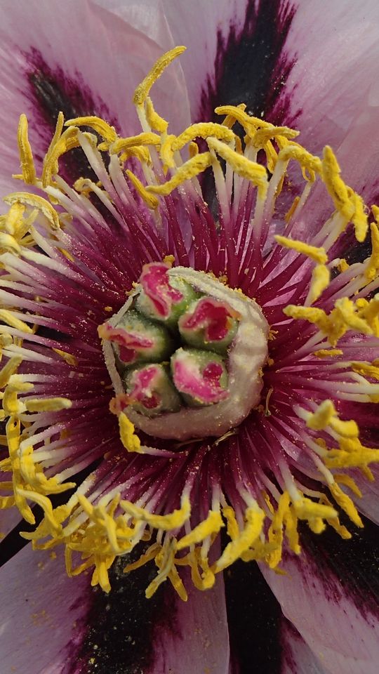 540x960 Wallpaper gladiolus, petals, flower, pollen, macro, pink