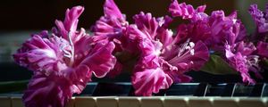 Preview wallpaper gladiolus, pink, piano, keys