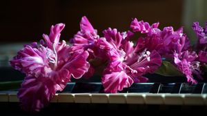 Preview wallpaper gladiolus, pink, piano, keys