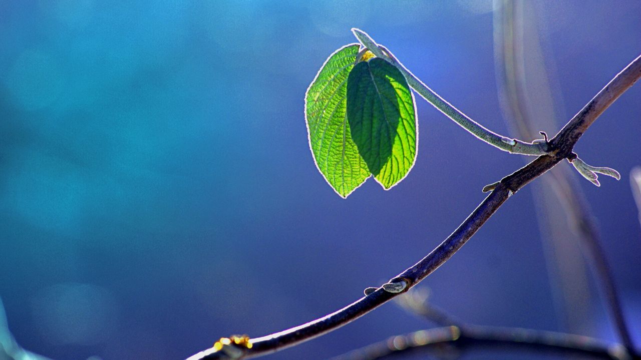 Wallpaper glare, branch, leaf, macro