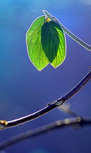 Preview wallpaper glare, branch, leaf, macro