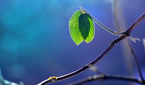 Preview wallpaper glare, branch, leaf, macro