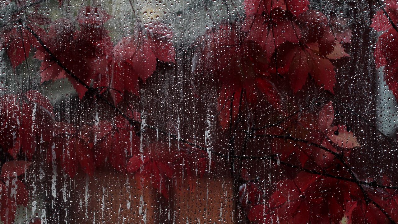Wallpaper glass, drops, leaves, wet, red