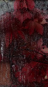 Preview wallpaper glass, drops, leaves, wet, red