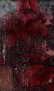 Preview wallpaper glass, drops, leaves, wet, red