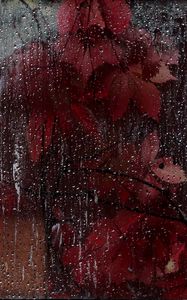 Preview wallpaper glass, drops, leaves, wet, red
