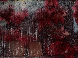 Preview wallpaper glass, drops, leaves, wet, red