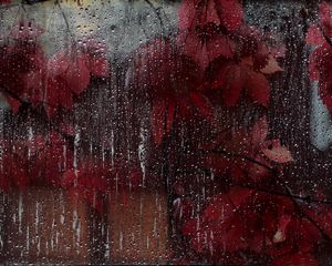Preview wallpaper glass, drops, leaves, wet, red