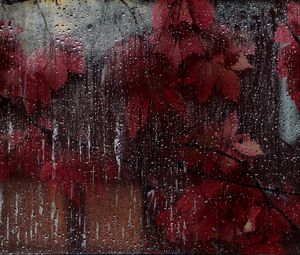 Preview wallpaper glass, drops, leaves, wet, red