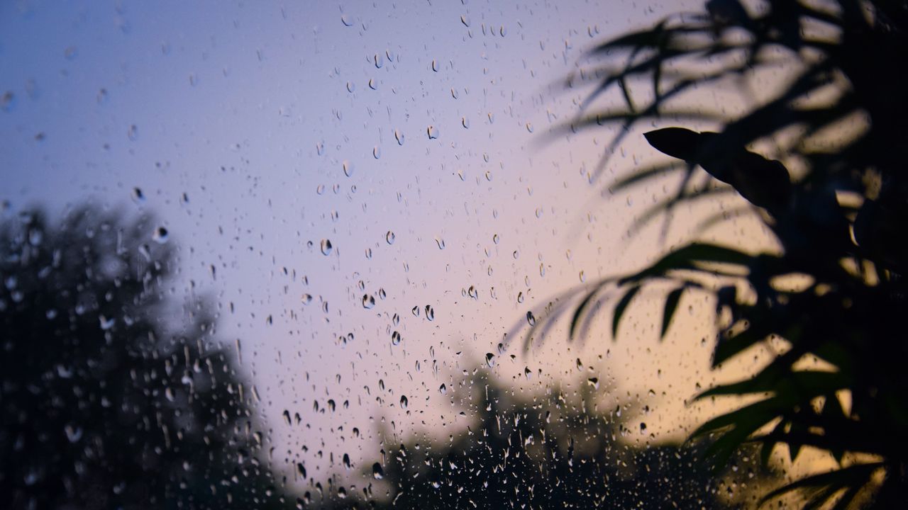 Wallpaper glass, drops, wet, branches, leaves
