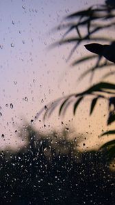 Preview wallpaper glass, drops, wet, branches, leaves