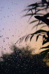 Preview wallpaper glass, drops, wet, branches, leaves