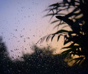 Preview wallpaper glass, drops, wet, branches, leaves