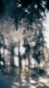 Preview wallpaper glass, snow, pine needles, winter, blur