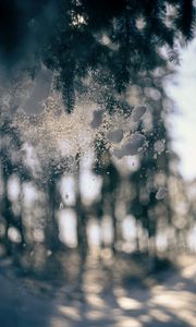 Preview wallpaper glass, snow, pine needles, winter, blur