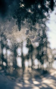 Preview wallpaper glass, snow, pine needles, winter, blur