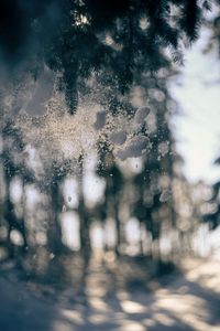 Preview wallpaper glass, snow, pine needles, winter, blur