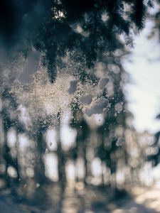 Preview wallpaper glass, snow, pine needles, winter, blur