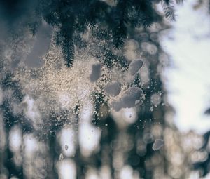 Preview wallpaper glass, snow, pine needles, winter, blur