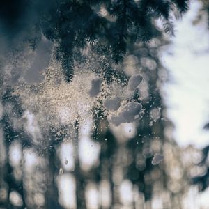 Preview wallpaper glass, snow, pine needles, winter, blur