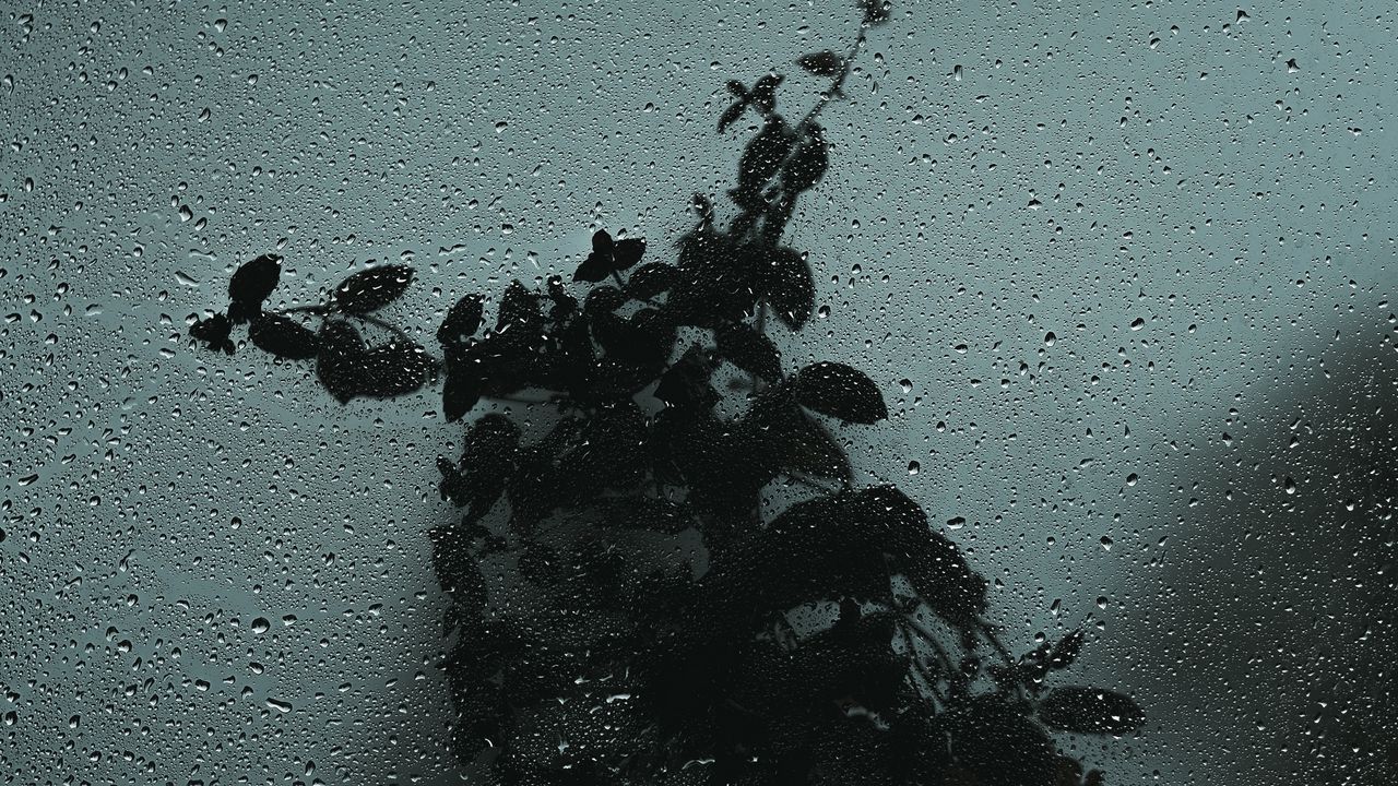 Wallpaper glass, wet, drops, bush, dark