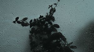 Preview wallpaper glass, wet, drops, bush, dark