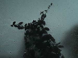 Preview wallpaper glass, wet, drops, bush, dark