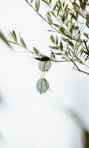 Preview wallpaper glasses, minimalism, branch, plant