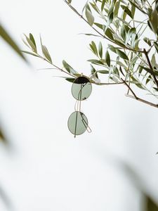 Preview wallpaper glasses, minimalism, branch, plant