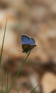 Preview wallpaper glaucopsyche lygdamus, butterfly, blue, grass, macro