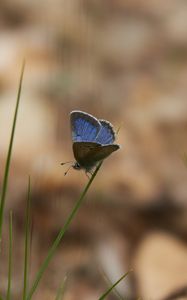 Preview wallpaper glaucopsyche lygdamus, butterfly, blue, grass, macro