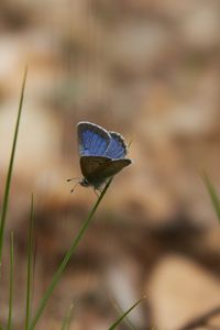 Preview wallpaper glaucopsyche lygdamus, butterfly, blue, grass, macro