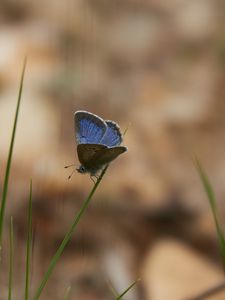 Preview wallpaper glaucopsyche lygdamus, butterfly, blue, grass, macro