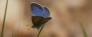 Preview wallpaper glaucopsyche lygdamus, butterfly, blue, grass, macro