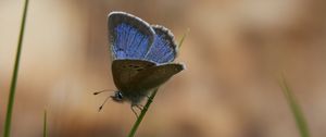 Preview wallpaper glaucopsyche lygdamus, butterfly, blue, grass, macro