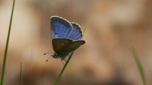 Preview wallpaper glaucopsyche lygdamus, butterfly, blue, grass, macro