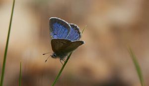 Preview wallpaper glaucopsyche lygdamus, butterfly, blue, grass, macro