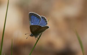 Preview wallpaper glaucopsyche lygdamus, butterfly, blue, grass, macro