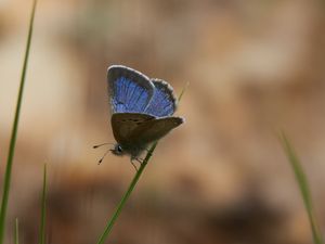 Preview wallpaper glaucopsyche lygdamus, butterfly, blue, grass, macro