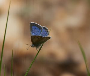 Preview wallpaper glaucopsyche lygdamus, butterfly, blue, grass, macro