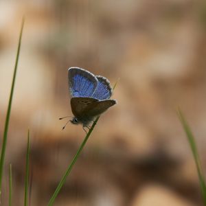 Preview wallpaper glaucopsyche lygdamus, butterfly, blue, grass, macro