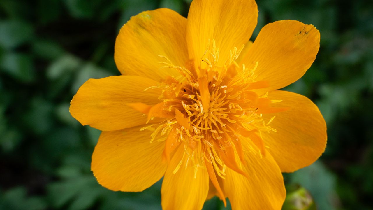 Wallpaper globeflower, flower, petals, orange, macro