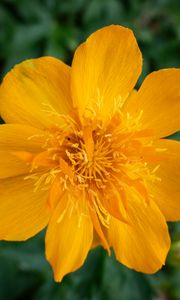 Preview wallpaper globeflower, flower, petals, orange, macro